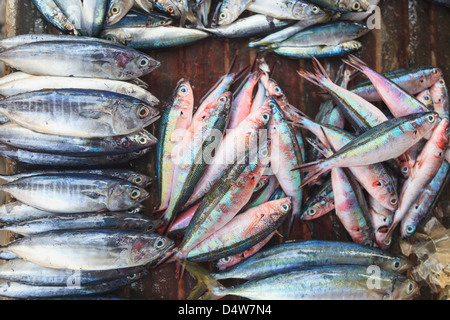 Frischer Fisch zum Verkauf auf Markt Stockfoto