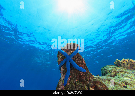 Blauer Seestern am Korallenriff Stockfoto