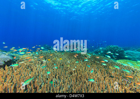 Fische schwimmen im Korallenriff Stockfoto