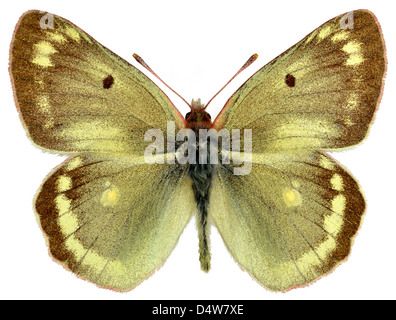 Männliche Berg getrübt gelben Schmetterling (Colias Phicomone) isoliert auf weißem Hintergrund Stockfoto
