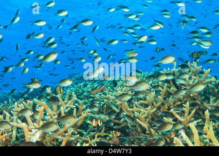 Fische schwimmen im Korallenriff Stockfoto