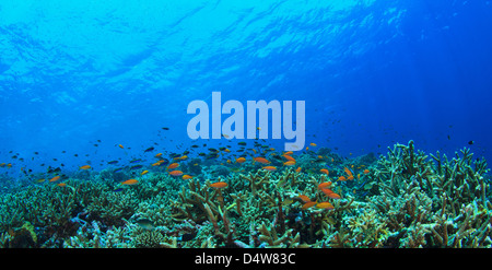 Fische schwimmen im Korallenriff Stockfoto