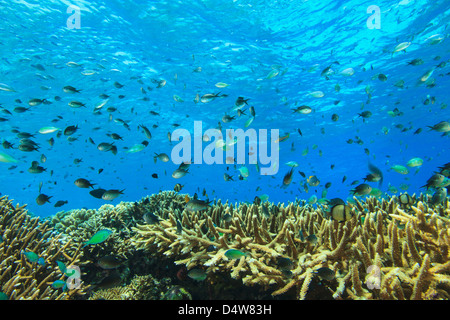 Fische schwimmen im Korallenriff Stockfoto