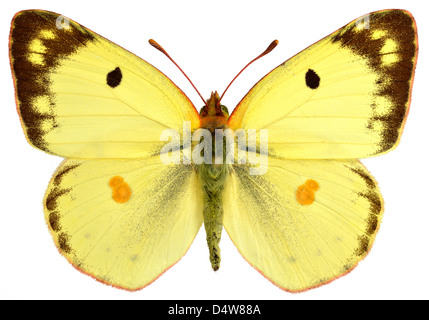 Männliche blass getrübt gelben Schmetterling (Colias Hyale) isoliert auf weißem Hintergrund Stockfoto