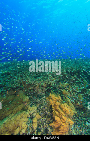 Fische schwimmen im Korallenriff Stockfoto