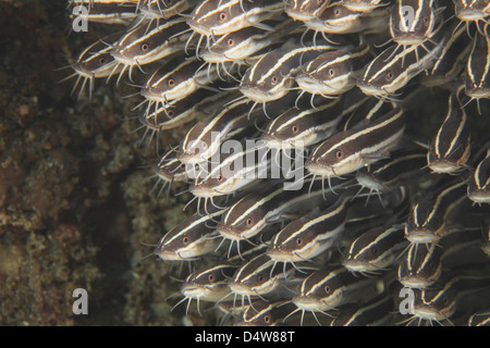 Schule der Welse Schwimmen unter Wasser Stockfoto