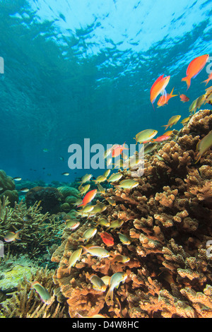 Fische schwimmen im Korallenriff Stockfoto