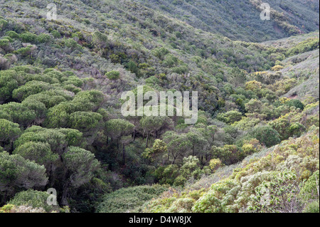 Kiefer Wald Lebensraum Trilho Ambiental do Castelejo nahe Vila Do Bispo Costa Vicentina Algarve Portugal Europa Anfang März Stockfoto