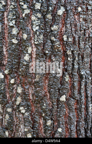Seekiefer (Pinus Pinaster) Nahaufnahme der Rinde Trilho Ambiental do Castelejo nahe Vila Do Bispo Costa Vicentina Algarve Stockfoto