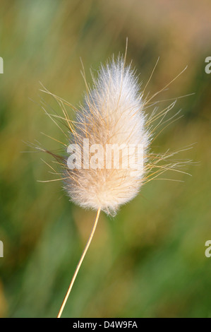 Closeup Hares Tail (Lagurus Ovatus) in den Dünen der Halbinsel Quiberon in der Bretagne in Frankreich Stockfoto