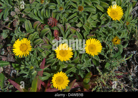 Mediterranean beach Daisy (Asteriscus Maritimus) der Costa Vicentina Park auf dem Weg zum Cabo de Sao Vicente Algarve Portugal Stockfoto