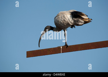 Die australische weißer Ibis (Threskiornis Molukken) thront auf einem rostigen Post vor einem strahlend blauen Himmel Stockfoto