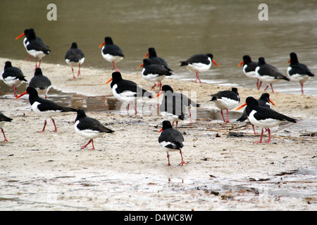 Große Gruppe von gemeinsamen Pied Austernfischer (Haematopus Ostralegus) an einem Strand auf Nahrungssuche Stockfoto