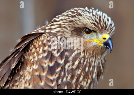 Porträt der Schwarzmilan (Milvus Migrans) Stockfoto