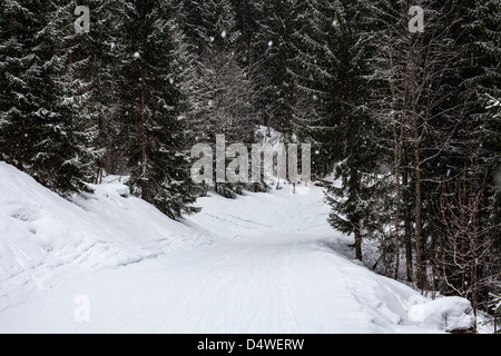 Bäume wachsen in Schneelandschaft Stockfoto