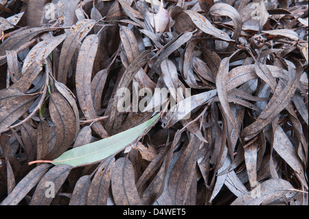 Blue Gum (Eucalyptus Globulus) Zweige mit Blättern, die nach der Ernte Foia Algarve Portugal Iberische Halbinsel Europa links Stockfoto