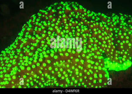 Fluoreszenz am Korallenriff Stockfoto