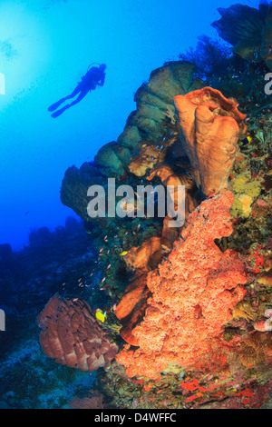 Taucher im Korallenriff schwimmen Stockfoto