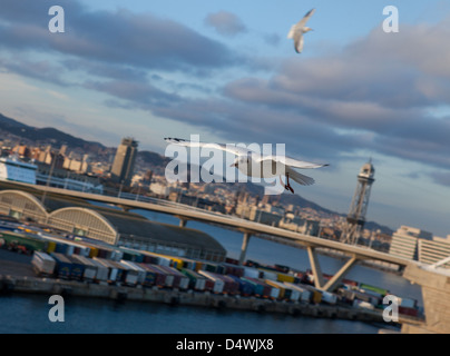 Schwarzkopfmöwen - Chroicocephalus ridibundusin - begrüßen ankommende Kreuzer mehrere Stockwerke hoch, während Passagiere Leckerbissen werfen. Barcelona Hafen, Spanien. Stockfoto