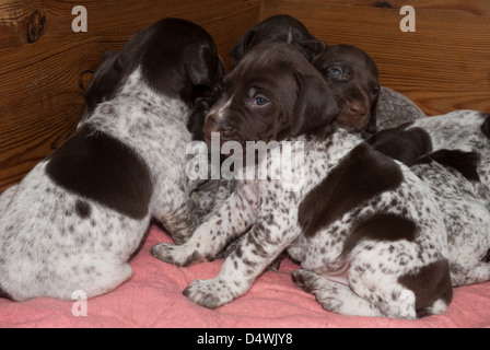 Wurf der jungen deutschen Kurzhaar-Pointer Welpen Stockfoto