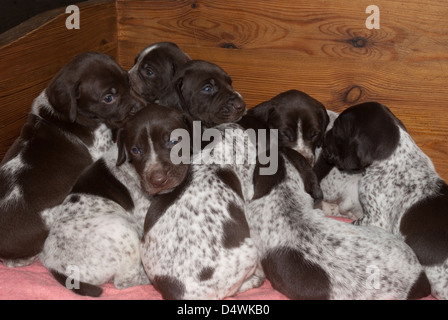 Wurf der jungen deutschen Kurzhaar-Pointer Welpen Stockfoto