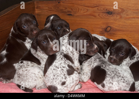 Wurf der jungen deutschen Kurzhaar-Pointer Welpen Stockfoto