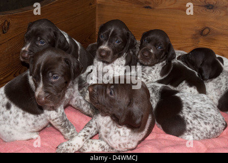 Wurf der jungen deutschen Kurzhaar-Pointer Welpen Stockfoto