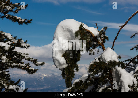 Zweige einer Tanne Berg bedeckt mit Schnee auf den Bergen Hintergrund Stockfoto