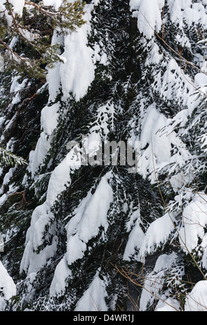 Zweige einer Tanne Berg bedeckt mit Schnee auf den Bergen Hintergrund Stockfoto