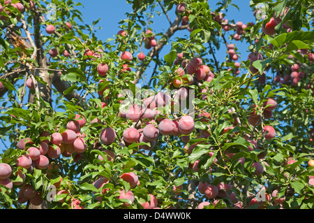 Der Pflaumenbaum wird auf einem Hintergrund des blauen Himmels fotografiert. Stockfoto