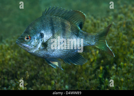 Ein Sonnenbarsch Süßwasserfisch in Morrison Springs, Florida. Stockfoto