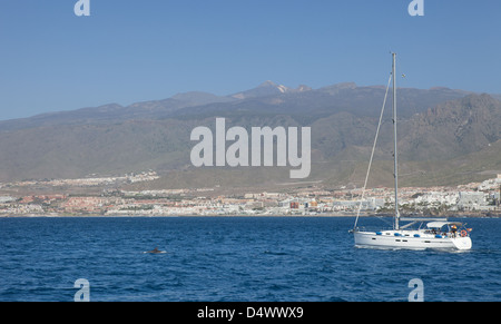 Delfinbeobachtung in der Bucht von Teneriffa, Kanarische Inseln, Spanien. Stockfoto