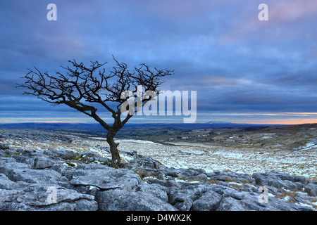 Ein einsamer Baum auf Kalkstein Pflaster auf die Mauren bei Malham Lings über Malham Cove in The Yorkshire Dales National Park, England Stockfoto