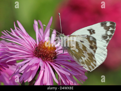 weißer Kohl Schmetterling auf Chrysantheme Stockfoto