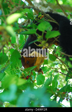 indische riesiges Eichhörnchen Stockfoto