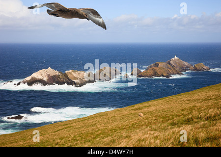 Muckle Flugga felsigen Inseln von hermaness National Nature Reserve mit großer Skua flying Overhead. Burrafirth, Unst, Shetlandinseln, Schottland, Großbritannien Stockfoto