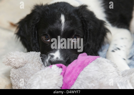 Ein zehn Wochen alten schwarzen und weißen Springer Spaniel Welpen Hund kauen ein Kuscheltier. England, UK, Großbritannien Stockfoto
