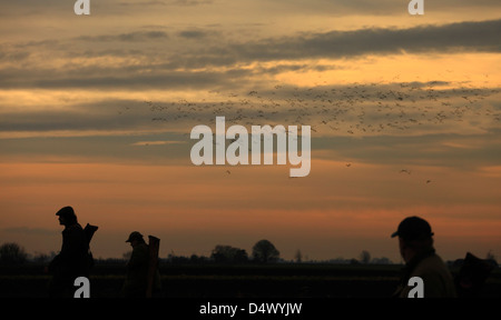 Waffen nach Hause am Ende des Tage Fasan schießen in Norfolk, England. Stockfoto