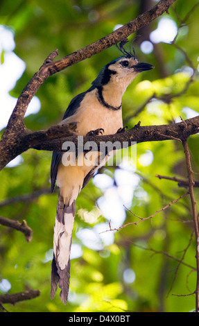 White-throated Magpie-Jay (calocitta Formosa) Stockfoto