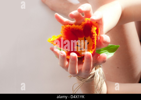 Die geöffnete weibliche Hände verbunden durch einen alten Seil mit einer roten Tulpe im Inneren Stockfoto