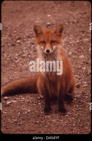 Young Female Fox in der Nähe von Galbraith Lake Camp 08/1973 Stockfoto