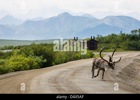 Woodland Caribou (Rangifer Tarandu), auf den Denali Park Road, Denali National Park & zu bewahren, Alaska, USA Stockfoto