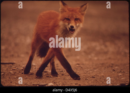 Ein junge weibliche Fuchs in der Nähe von Galbraith Lake Camp 08/1973 Stockfoto