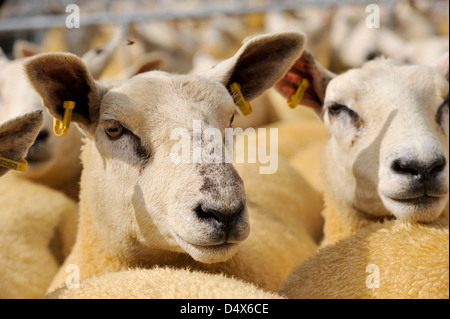 Schafe im Stift warten auf Thame Schafe Messe 2012 verkauft werden Stockfoto