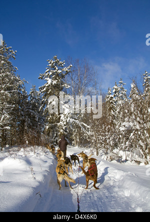 Hundeschlitten Stockfoto