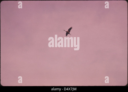 Ein einsamer kleiner Sandhill Kranich mit Flügeln Erweiterte Fliegen über dem Lillian Annette Rowe Bird Sanctuary in der Nähe von Grand Island Nebraska...03/1975 Stockfoto