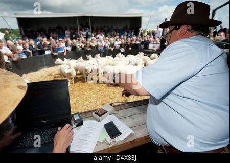 Auktionator Verkauf Zucht Schafe in Thame Schafe fair 2012 Stockfoto