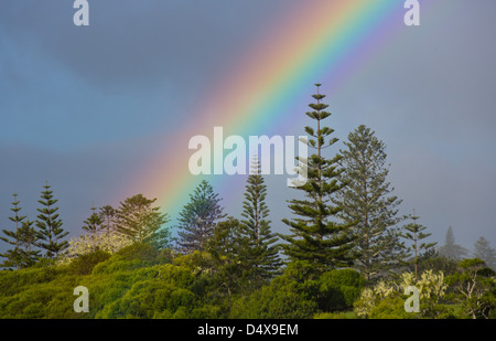 Regenbogen und Norfolk Insel Pinien, Araucaria Heterophylla, Norfolkinsel, Australien Stockfoto