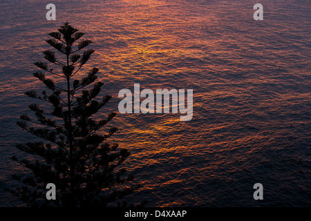 Silhouette einer Norfolk Insel Pinie, Araucaria Heterophylla, bei Sonnenuntergang, Australien Stockfoto