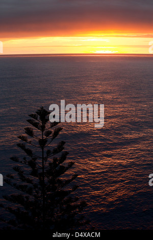 Silhouette einer Norfolk Insel Pinie, Araucaria Heterophylla, bei Sonnenuntergang, Australien Stockfoto